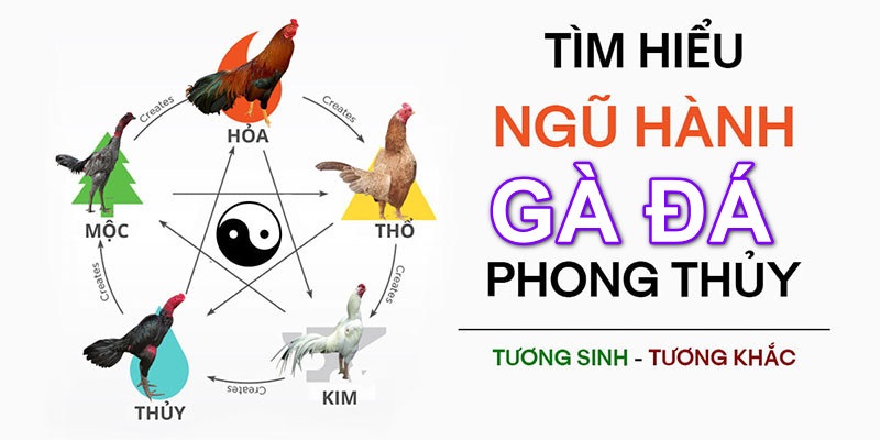 5 mệnh tương ứng những màu lông khác nhau