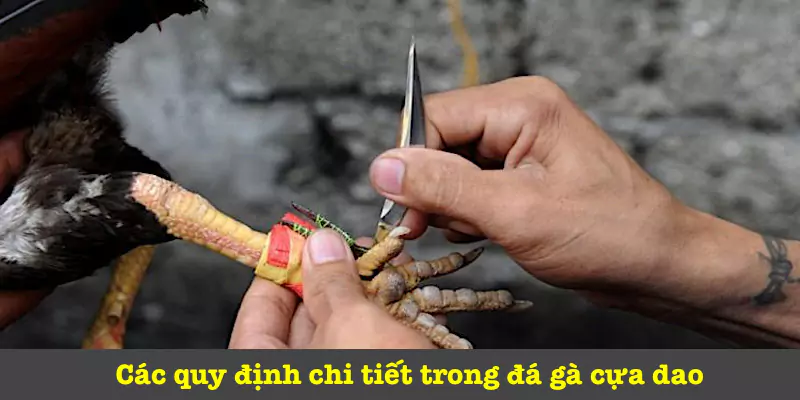 Nguyên tắc của đá gà cựa dao