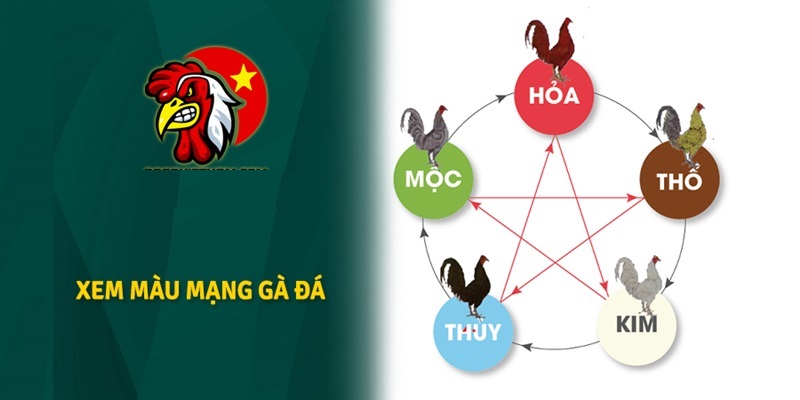 Cách xem màu mạng gà đá