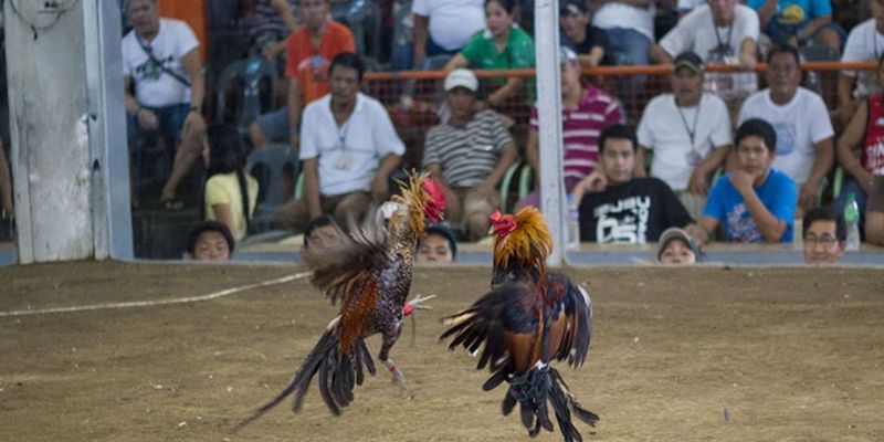 Sân chơi chuyên nghiệp dành cho thành viên yêu thích đá gà