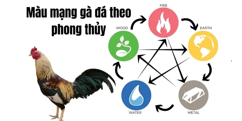 Xem bảng màu mạng gà đá sao cho chuẩn xác